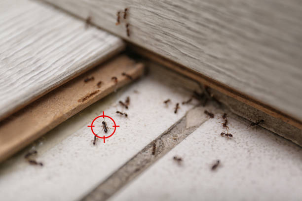 Professional Pest Control in Springdale, PA