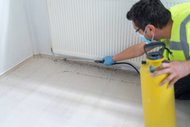 Wasp Removal Services in Springdale, PA